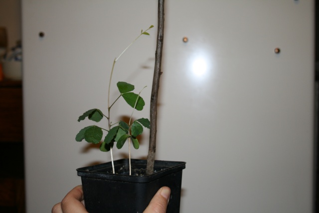 caroubier-Ceratonia siliqua Caroub10