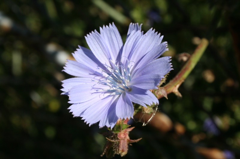 les chicorées...bleu vif Chicor10