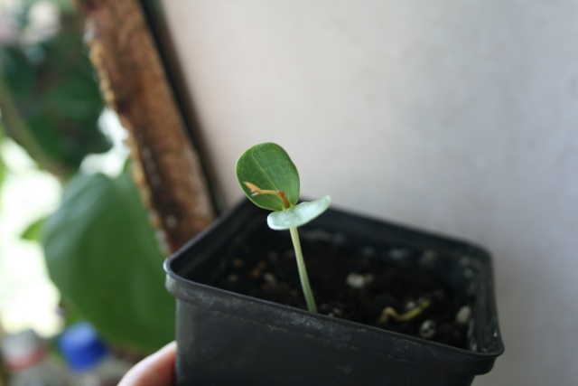 caroubier-Ceratonia siliqua Croubi10