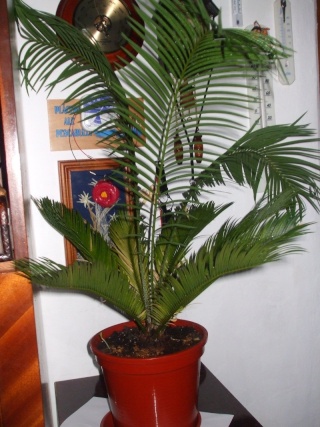 cycas revoluta  Cycas_10