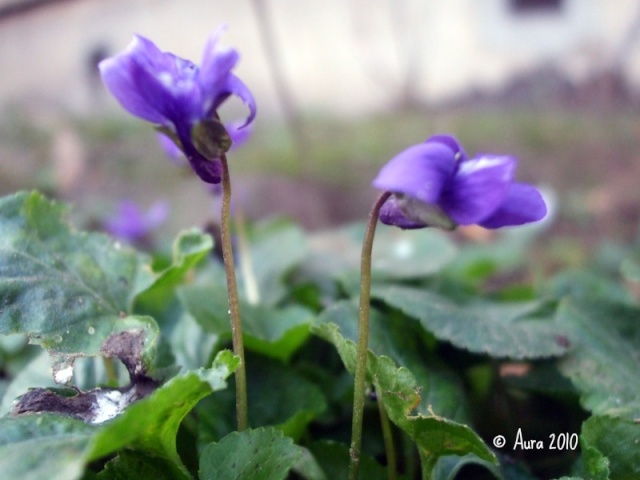 Les violettes africaines / violettes du cap(Saint Paulia). Entretien, espèces, des photos. Dscf5411