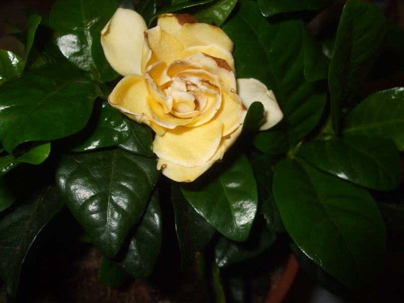 Les gardénias. Photos. Entretien. Garden10