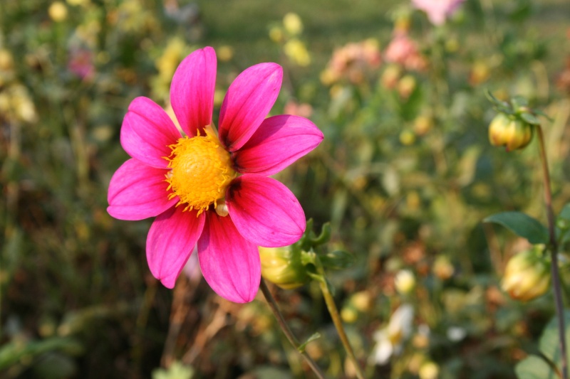 Les dahlias. Photos et disscusions. - Page 2 Img_1717