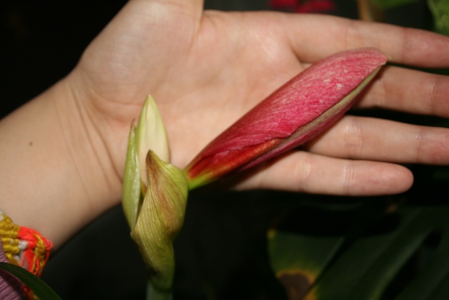 Amaryllis (hippeastrum) -culture, entretien, floraison - Page 2 Img_7514