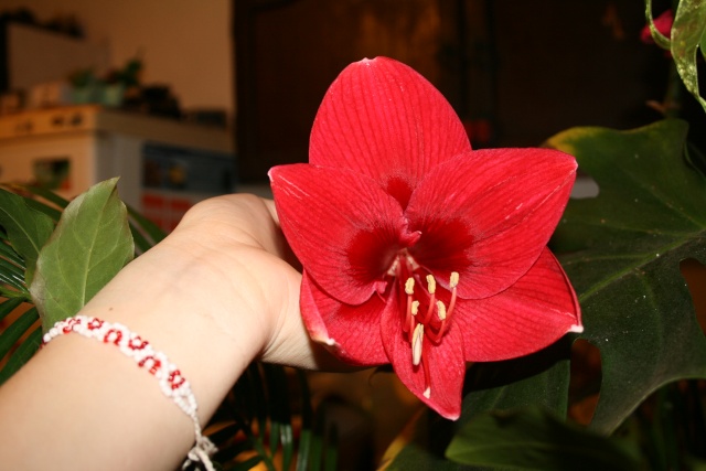 Amaryllis (hippeastrum) -culture, entretien, floraison - Page 2 Img_7610
