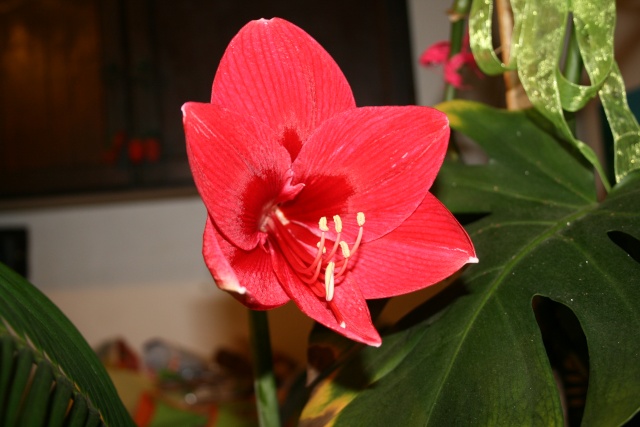 Amaryllis (hippeastrum) -culture, entretien, floraison - Page 2 Img_7710