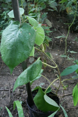 la culture du kiwi, germination et entretien Kiwi_i10