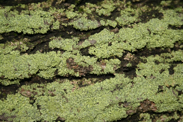 lichen Lichen10