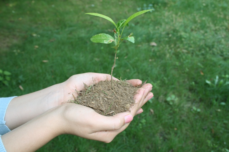 tenir une plante et son terreau dans la main... Plante10