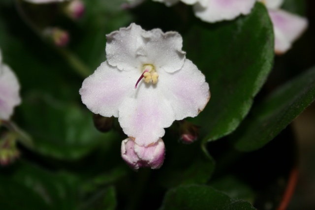 Les violettes africaines / violettes du cap(Saint Paulia). Entretien, espèces, des photos. Saint_10