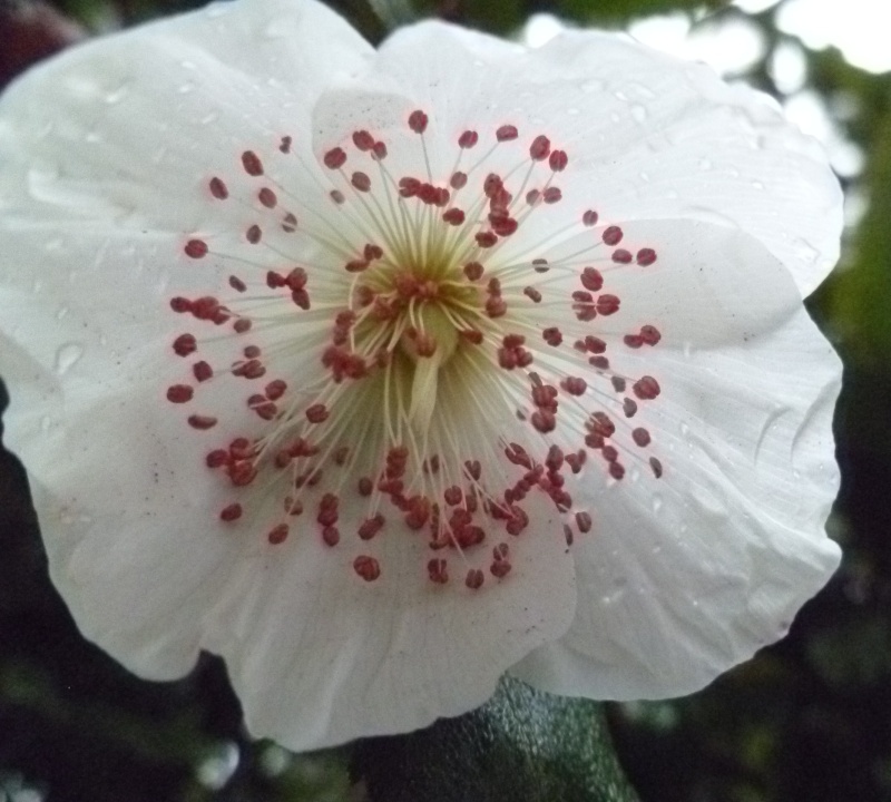 Eucryphia 00133