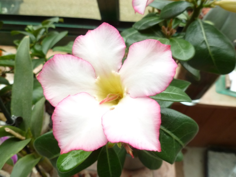 la culture et l'entretien de l'adenium (Rose du désert) - Page 3 00331