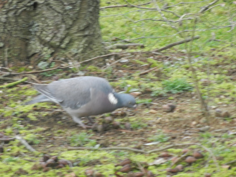 Oiseaux de nos jardins 00621