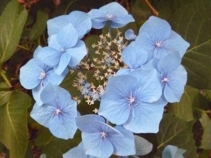 Hortensias - Page 2 01113