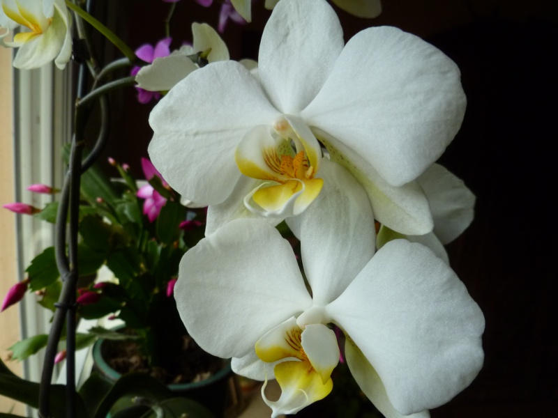 Floraisons d'intérieur 03714