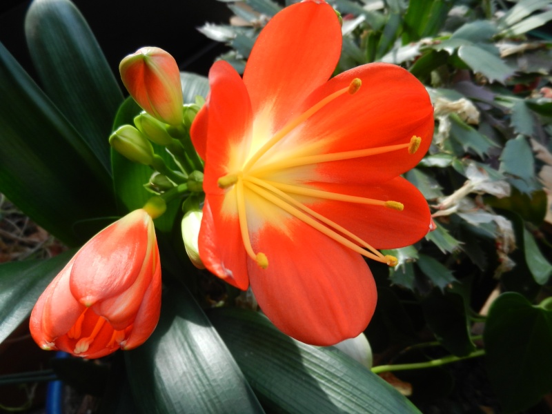 Floraisons d'intérieur  Clivia12