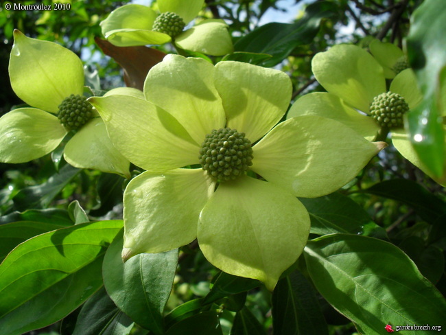 cornus capitata - Cornus capitata - Grand arbuste décoratif pour son feuillage, sa floraison Cornus20