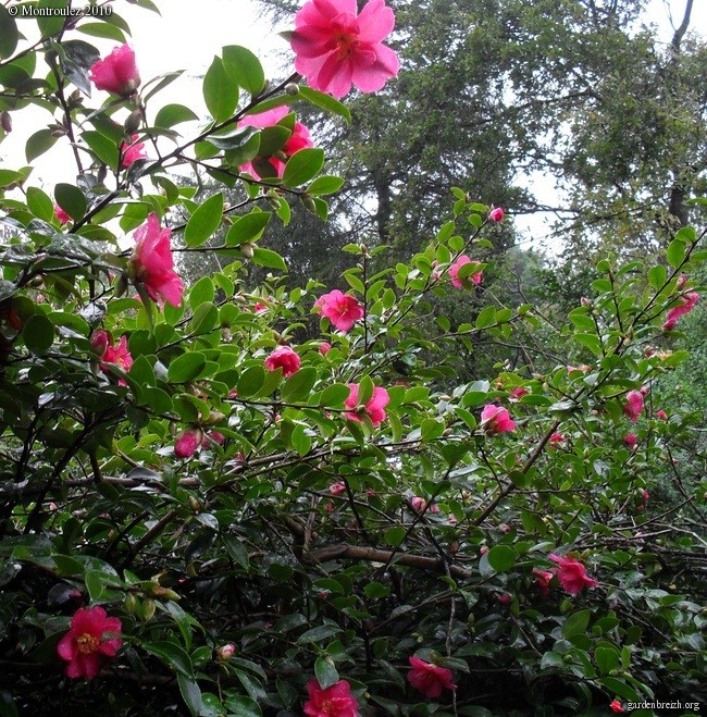 Les Camellias: variétés, floraison, culture. Saison 2012 - 2013 - Page 4 Kanjir10
