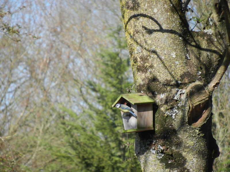 Oiseaux de nos jardins Masang10