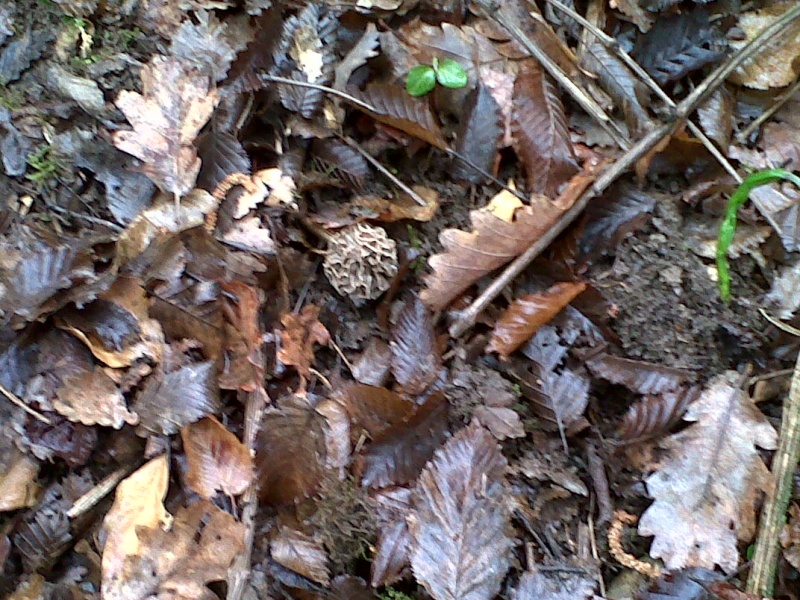 Morilles saison 2012 !!  - Page 2 Img-2012