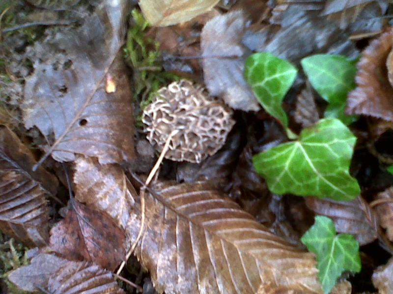 Morilles saison 2012 !!  - Page 2 Img-2019