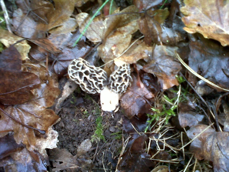 Morilles saison 2012 !!  - Page 2 Img-2022