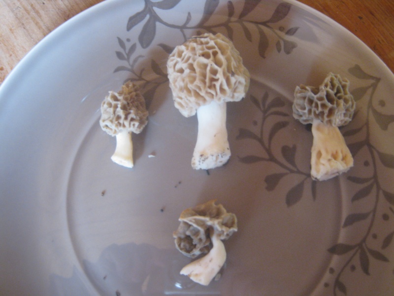 Morilles saison 2012 !!  - Page 6 Img_1310