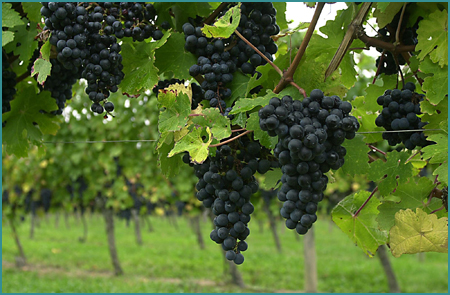  "Dimanche 2 octobre = Le Seigneur et sa vigne"  310