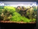 Mes aquariums ! 2011-018