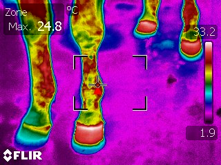 recherche de la photo thermique du cheval 1 pied férré VS 3 sans fer Ir_03810
