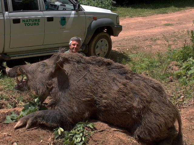 1800 lb. Killed in Cut and Shoot, TX Cid_x_10