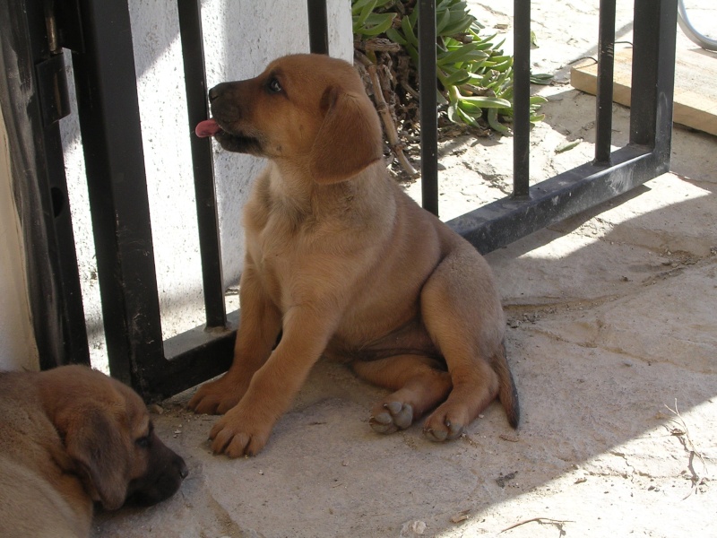 puppies needing home Dscn0511