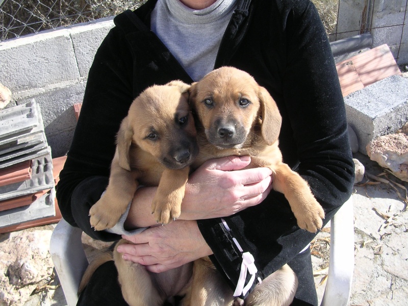 puppies needing home Dscn0512