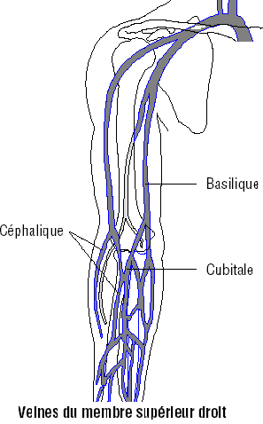 LA PERFUSION INTRA-VEINEUSE Veine_10