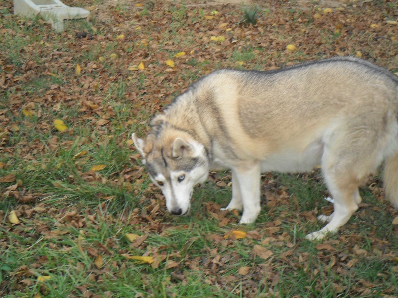 CIBERIE husky (f) 4 ans Née le: 14 SEPTEMBRE 2007(douce caline)DECEDEE Ciberi14