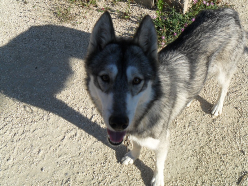 Fynka HUSKY  REBAPTISEE Wolfyne 1 AN 3 MOIS  (A LEDEN VALLEE)26 ADOPTEE - Page 2 Fynka_10