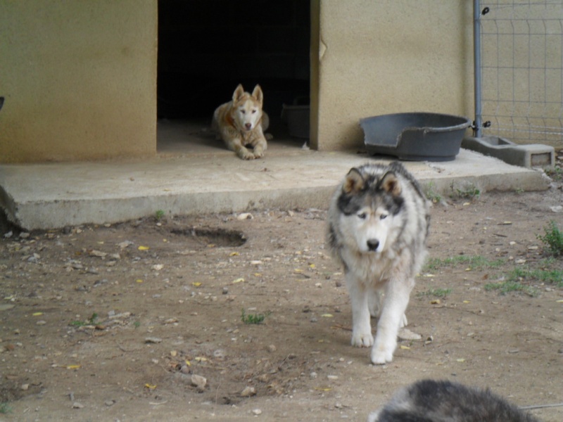 OUKIOK Superbe! malamute x husky (m) 13ans asso Eden Valley (26)DECEDE Kork_e10