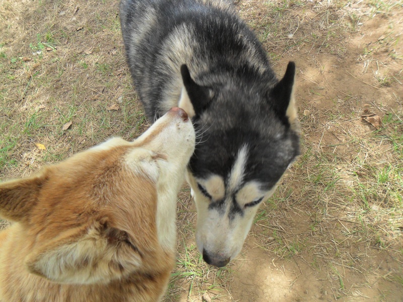 Togo, husky gris né le 25 Octobre 2002 ASSO39 Lilou_29