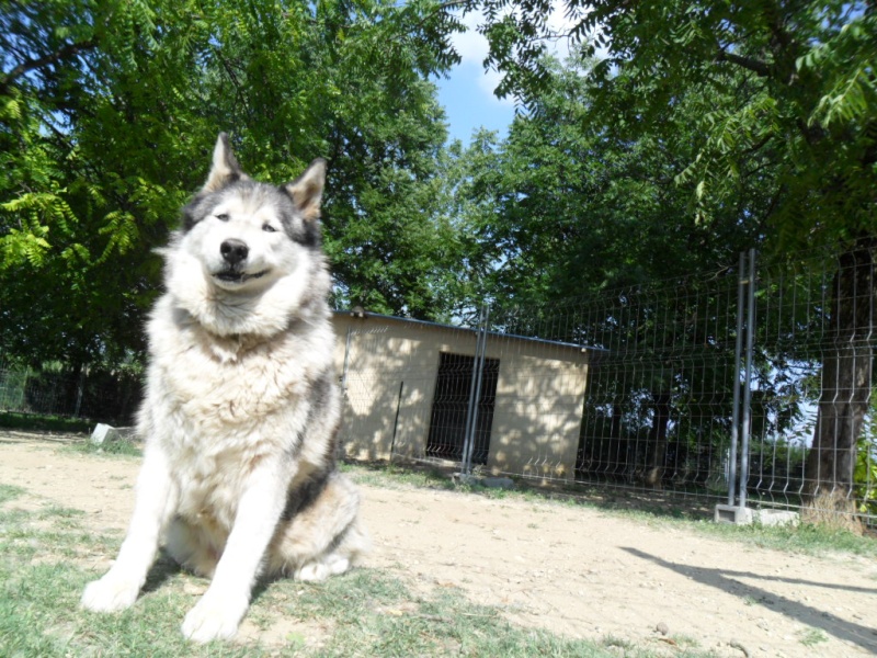 OUKIOK Superbe! malamute x husky (m) 13ans asso Eden Valley (26)DECEDE Oukiok13