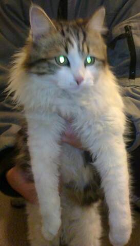 Trouve Chat Poil Long Blanc Et Tigre Blagnac