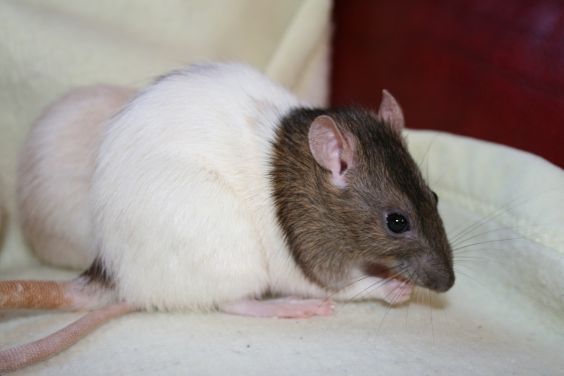 3 petites rattes à l'adoption Img_2811