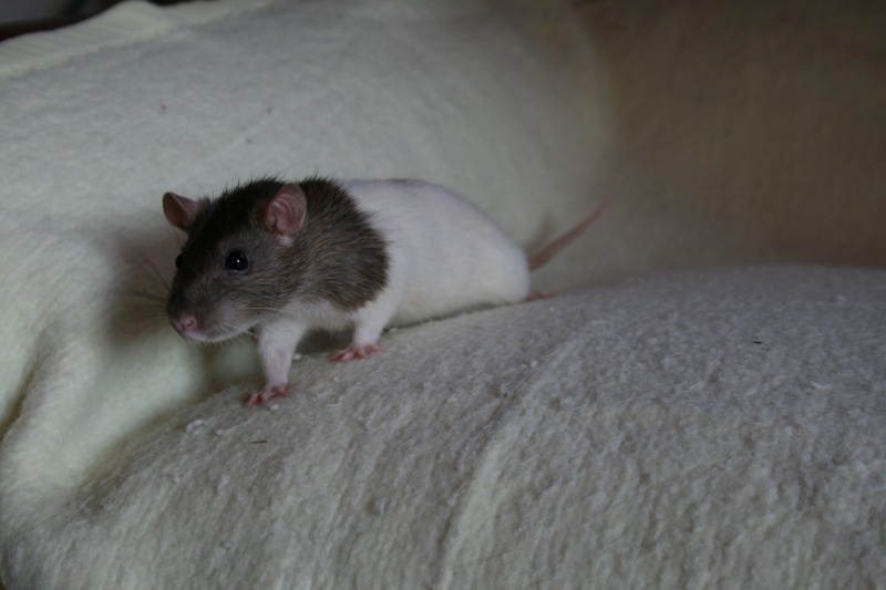3 petites rattes à l'adoption Img_2812