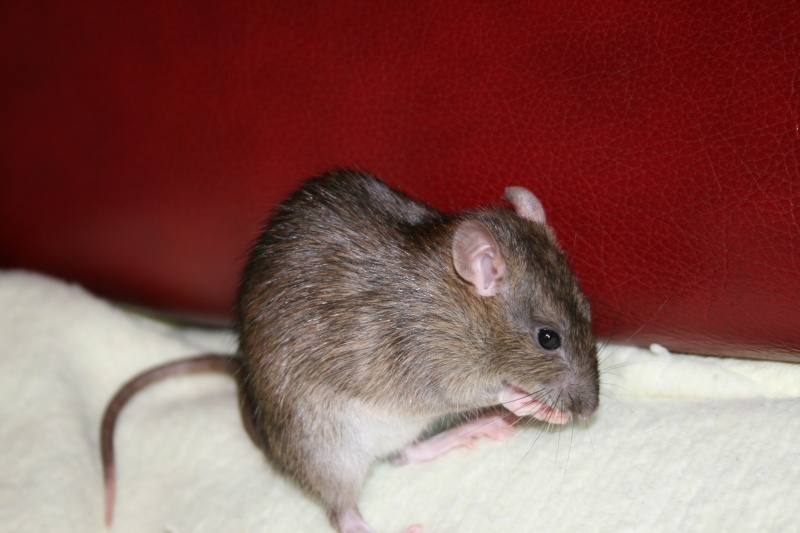 3 petites rattes à l'adoption Img_2813