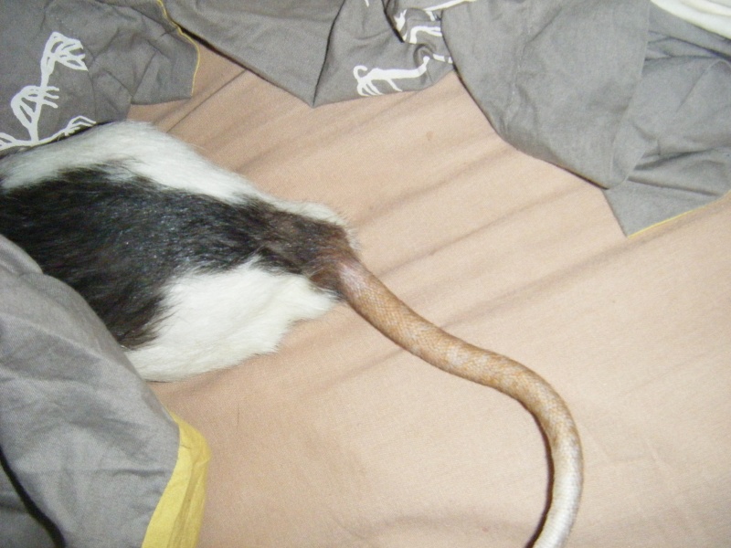 mon rat est tombé et semble souffrir Dscf3815