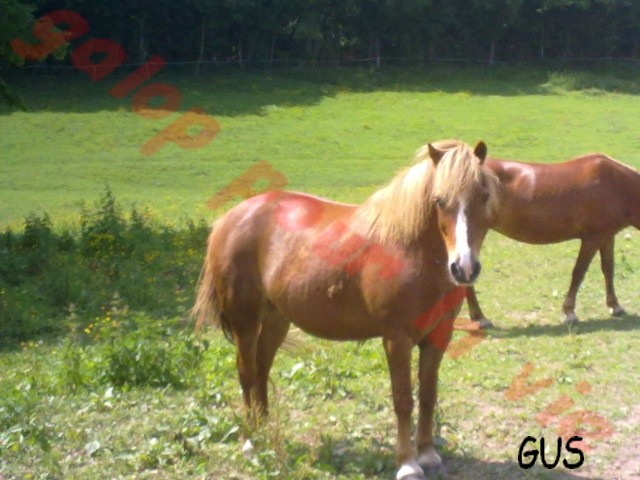 CARAMEL dit GUS - ONC Poney né en 1991 - adopté en juillet 2012, puis en septembre 2013  31052015