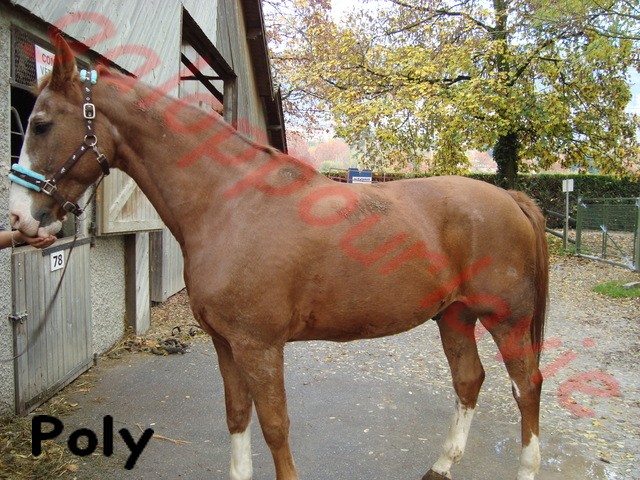 POLY - Belgian Warmblood né en 1992 - adopté en novembre 2011 par Gwenaelle Poly10