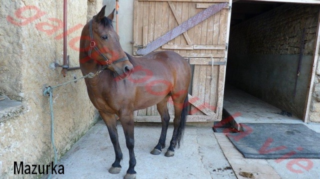 MAZURKA - ONC Poney née en 2000 - adoptée en juillet 2012 par Milia Ponett10