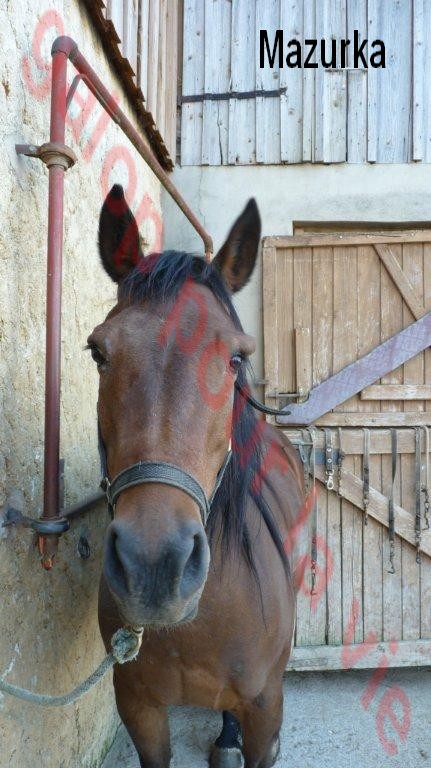 MAZURKA - ONC Poney née en 2000 - adoptée en juillet 2012 par Milia Ponett11