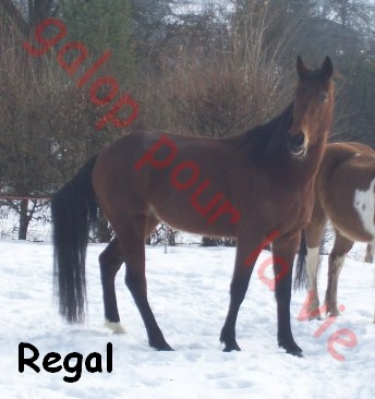 REGAL - TF né en 2005 - gardé par sa propriétaire Rega10