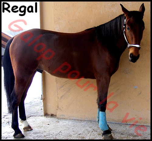 REGAL - TF né en 2005 - gardé par sa propriétaire Regal610